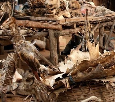 Grand maître marabout du Bénin